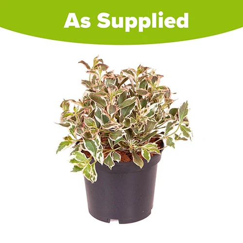 Weigela Florida 'Monet' - Image 3