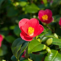 Camellia Vernalis 'Yuletide'
