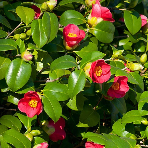 Camellia Vernalis 'Yuletide' - Image 2