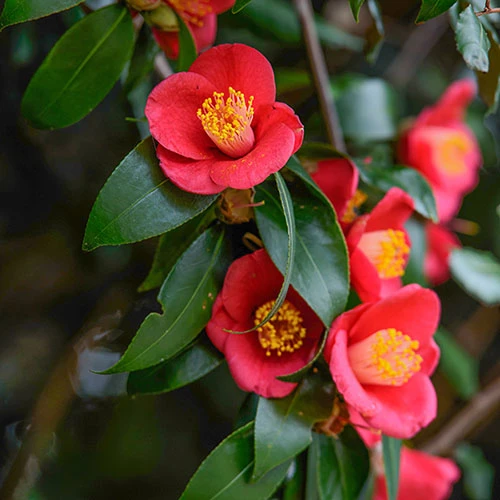 Camellia Vernalis 'Yuletide' - Image 3