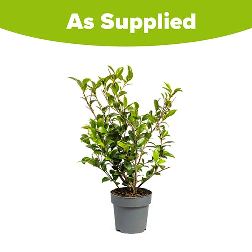 Camellia Vernalis 'Yuletide' - Image 4