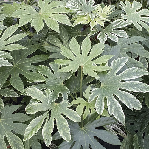 Caster Oil Plant Fatsia Japonica 'Spider's Web' - Image 2
