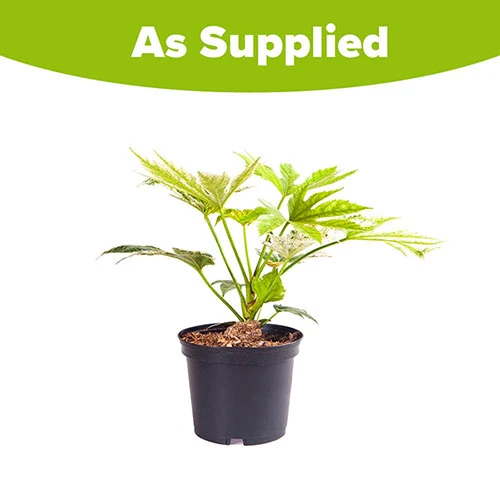 Caster Oil Plant Fatsia Japonica 'Spider's Web' - Image 4