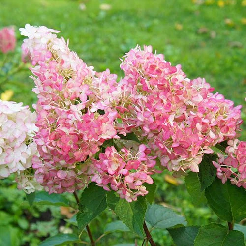 Hydrangea Paniculata 'Vanille Fraise' - Image 2