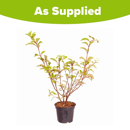 Hydrangea Paniculata 'Vanille Fraise' - Image 4