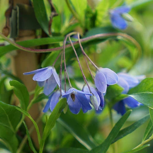 Sollya Heterophylla 'Australian Bluebell Creeper'