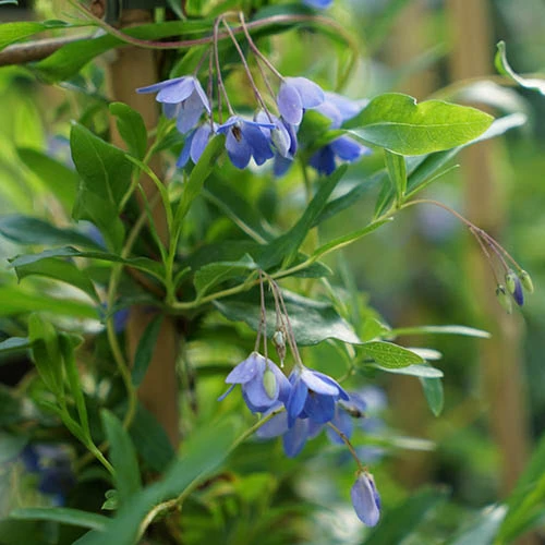 Sollya Heterophylla 'Australian Bluebell Creeper' - Image 2
