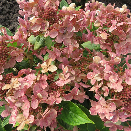 Hydrangea Paniculata 'Polestar' (R) - Image 2