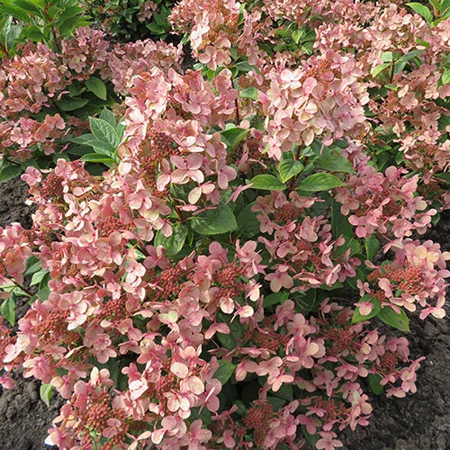 Hydrangea Paniculata 'Polestar' (R) - Image 3