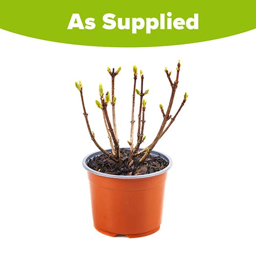 Hydrangea Paniculata 'Polestar' (R) - Image 5