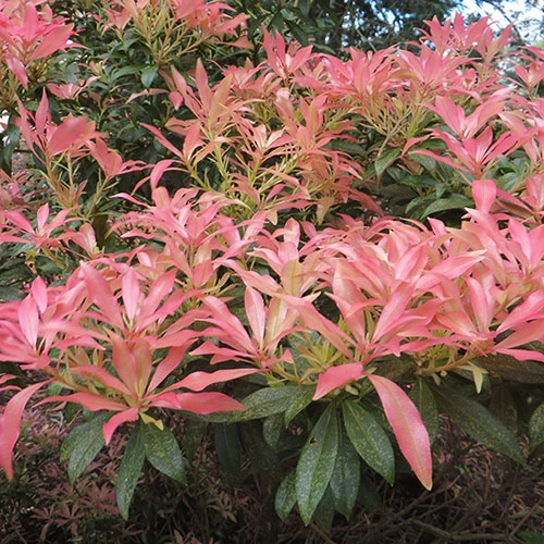 Pieris Collection - Image 3