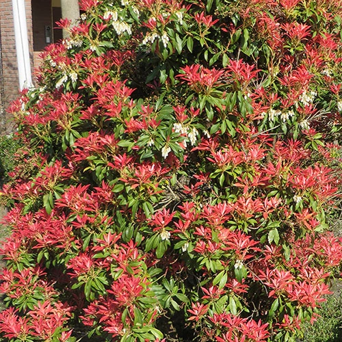 Pieris Collection - Image 6