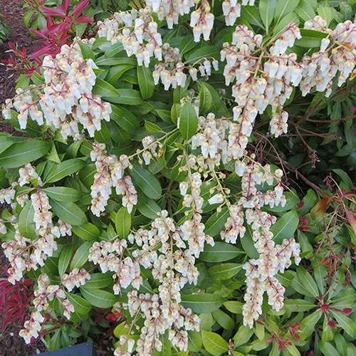 Pieris Collection - Image 7