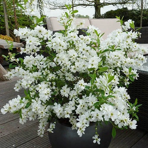 Exochorda Racemosa 'Niagara'