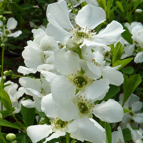 Exochorda Racemosa 'Niagara' - Image 2
