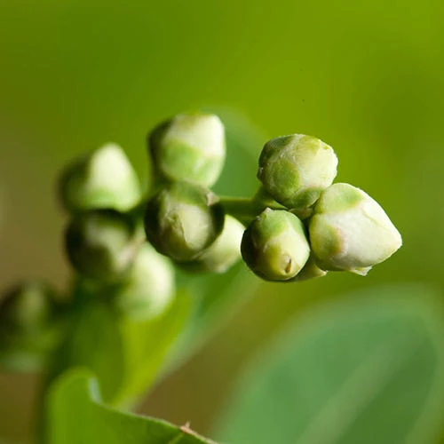 Exochorda Racemosa 'Niagara' - Image 3