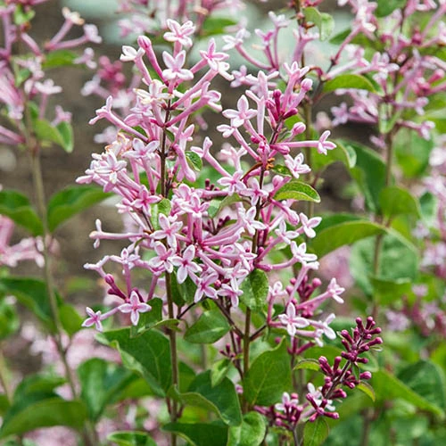 Syringa 'Boomerang Pink Perfume' In A 13cm Pot