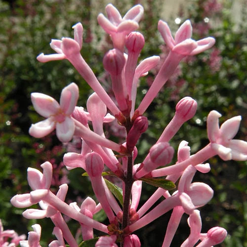 Syringa 'Boomerang Pink Perfume' In A 13cm Pot - Image 3