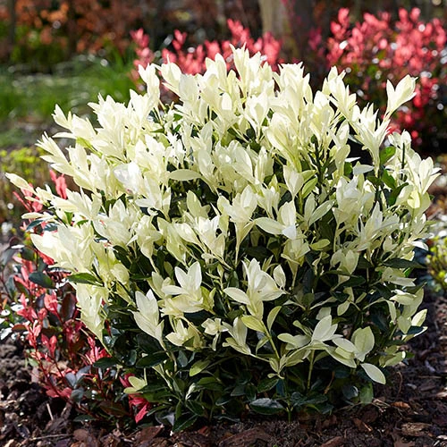 Euonymus 'Himalaya' - Image 3