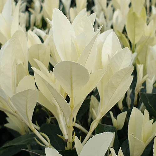 Euonymus 'Himalaya' - Image 4