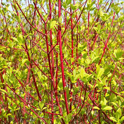 All Year Interest Shrubs - Image 7