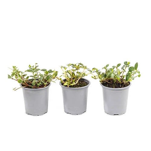 Vinca Collection - Image 5