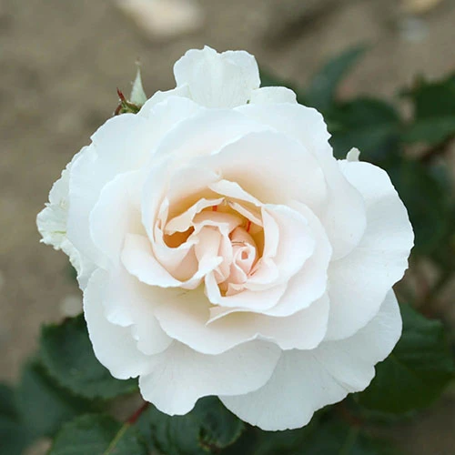 Rose 'Margaret Merrill'