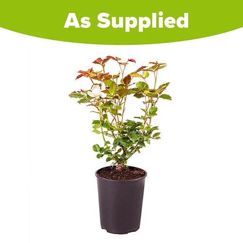 Rose 'Margaret Merrill' - Image 2