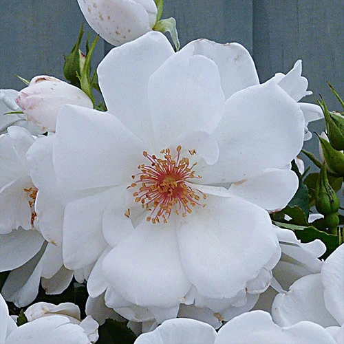 Rose Starlight Symphony - Image 2