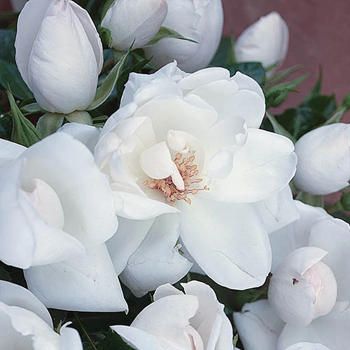 Rose Starlight Symphony - Image 3