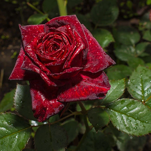 Rose 'Black Baccara' - Image 2