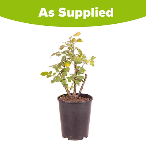 Rose 'Black Baccara' - Image 3