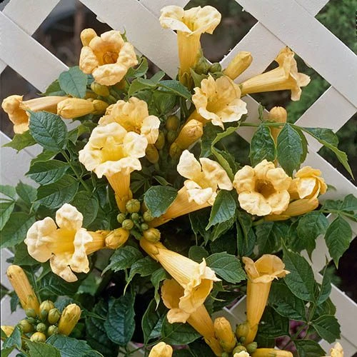 Patio Campsis 'Yellow Trumpet' - Image 2