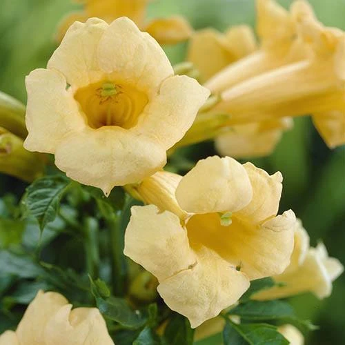 Patio Campsis 'Yellow Trumpet' - Image 3
