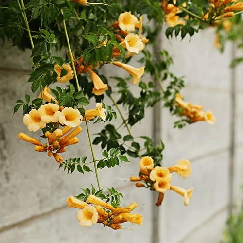 Patio Campsis 'Yellow Trumpet' - Image 4