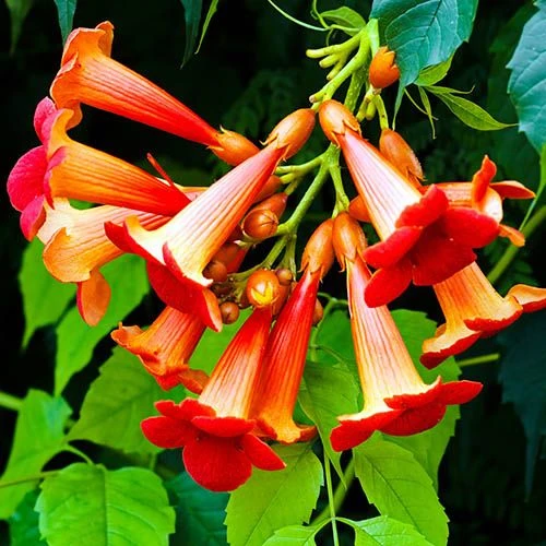 Patio Campsis 'Red Trumpet' - Image 3