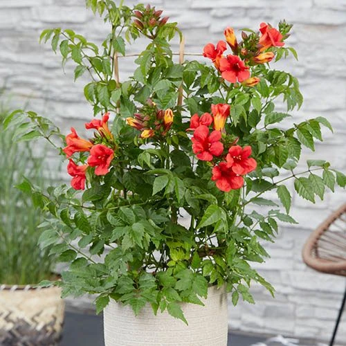 Patio Campsis 'Red Trumpet' - Image 4