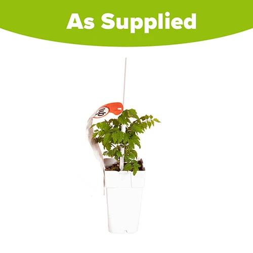 Patio Campsis 'Red Trumpet' - Image 6