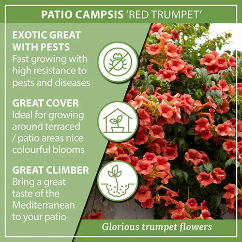 Patio Campsis 'Red Trumpet' - Image 7