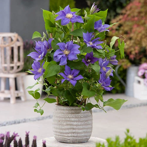 Patio Clematis Collection X 3, BOULEVARD(R) Series - Image 3
