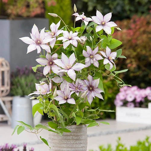 Patio Clematis Collection X 3, BOULEVARD(R) Series - Image 4