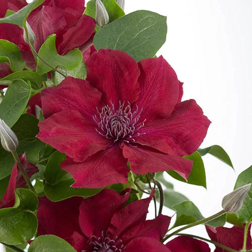 Patio Clematis Collection X 3, BOULEVARD(R) Series - Image 5