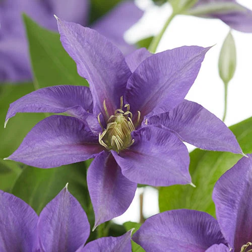 Patio Clematis Collection X 3, BOULEVARD(R) Series - Image 6