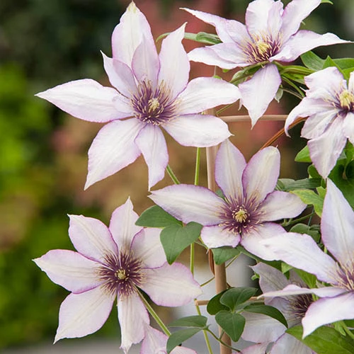 Patio Clematis Collection X 3, BOULEVARD(R) Series - Image 7