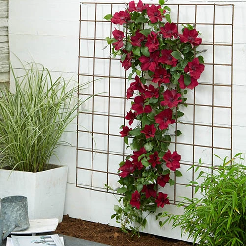 Patio Clematis Collection X 3, BOULEVARD(R) Series - Image 8