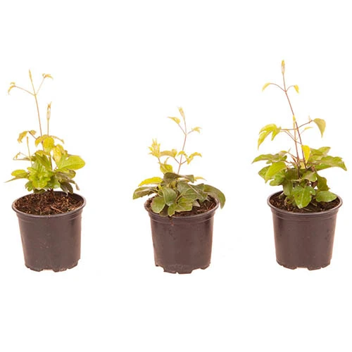 Patio Clematis Collection X 3, BOULEVARD(R) Series - Image 9