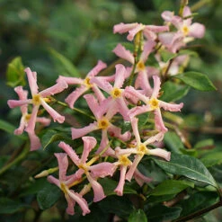 Trachelospermum Asiaticum Star Jasmine 'Pink'
