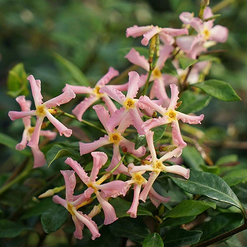 Trachelospermum Asiaticum Star Jasmine 'Pink'