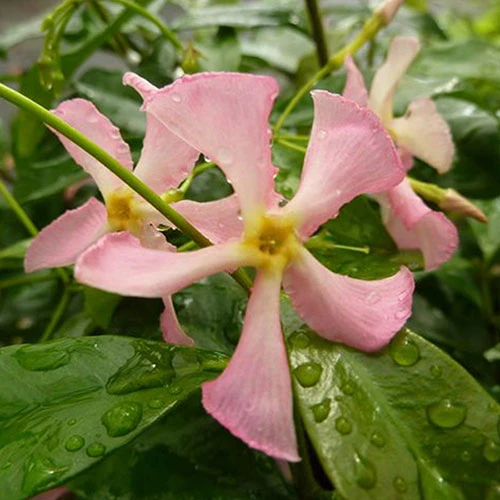 Trachelospermum Asiaticum Star Jasmine 'Pink' - Image 2