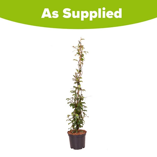 Trachelospermum Asiaticum Star Jasmine 'Pink' - Image 4